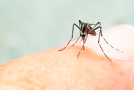 dengue