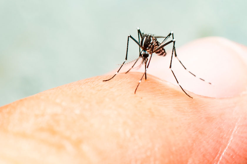 Dengue no condomínio, como evitar a transmissão da doença.